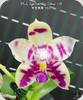 Phal. Lyndon Mix Zebra 911
